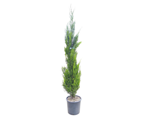 Chiparos Leyland Cupressocyparis leylandii 'Pyramidalis' | HORNBACH