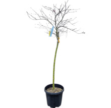 Copac tânăr în ghiveci de plastic negru, cu un trunchi verde subțire și multe ramuri subțiri, golașe.