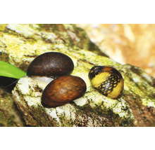 Trei melci de acvariu cu model pe o piatră într-un acvariu.