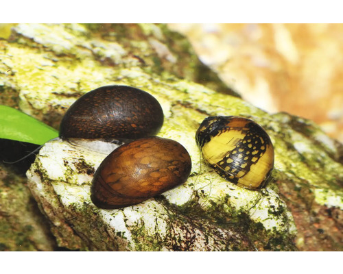 Trei melci de acvariu cu model pe o piatră într-un acvariu.