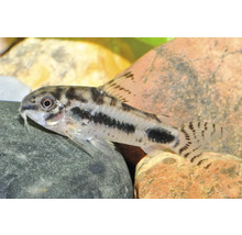 Pește sanitar Corydoras habrosus pe o piatră într-un acvariu.