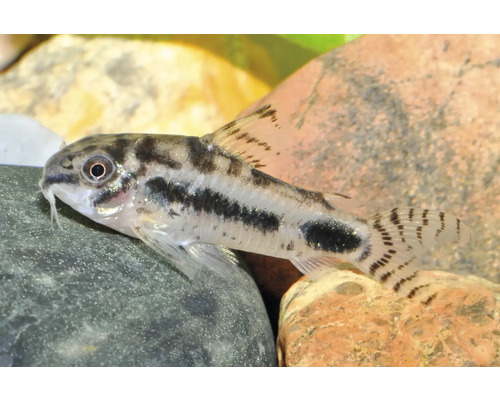 Pește sanitar Corydoras habrosus pe o piatră într-un acvariu.