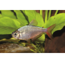 Tetra Buenos Aires Hyphessobrycon anisitsi cu corp argintiu și înotătoare roșii.