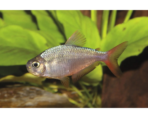 Tetra Buenos Aires Hyphessobrycon anisitsi cu corp argintiu și înotătoare roșii.
