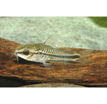 Sanitar pitic Corydoras pygmaeus în acvariu pe o rădăcină.
