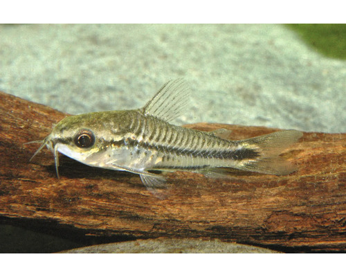 Sanitar pitic Corydoras pygmaeus în acvariu pe o rădăcină.