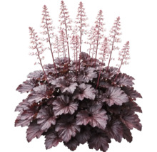 Heuchera cu frunze închise la culoare și tije florale înalte cu flori mici și deschise.