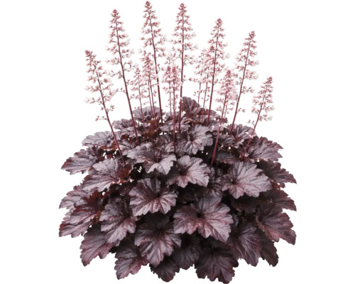 Heuchera cu frunze închise la culoare și tije florale înalte cu flori mici și deschise.