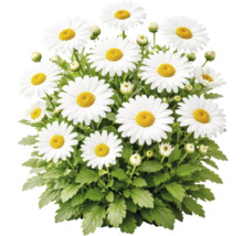 Margaretă albă Leucanthemum cu mijloc galben, frunze verzi și boboci.