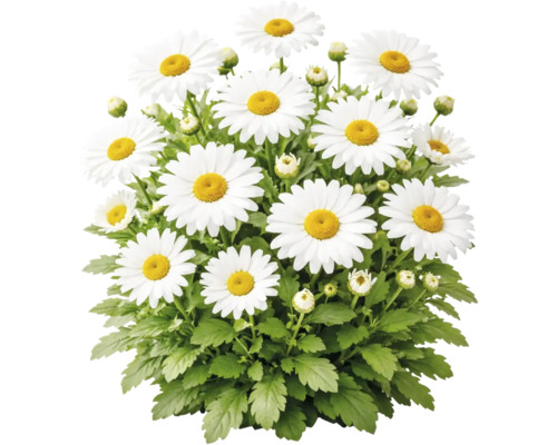 Margaretă albă Leucanthemum cu mijloc galben, frunze verzi și boboci.