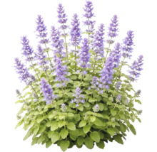 Mentă de pisică cu spice de flori violete și frunze verzi.