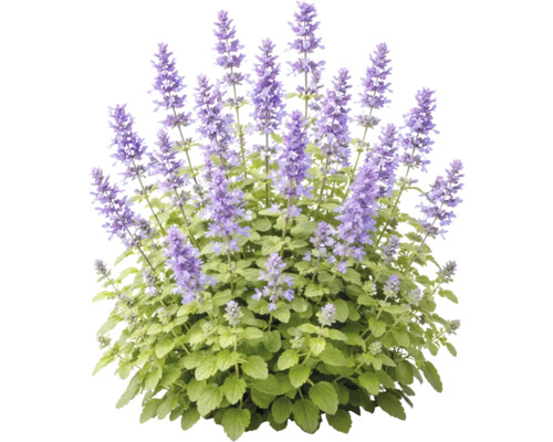 Mentă de pisică cu spice de flori violete și frunze verzi.