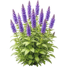 Salvie cu spice de flori violet și frunze verzi.