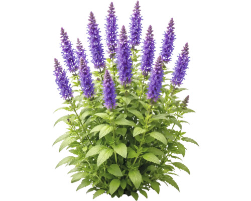 Salvie cu spice de flori violet și frunze verzi.