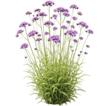 Verbena bonariensis cu tulpini verzi înalte și inflorescențe mov.