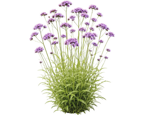 Verbena bonariensis cu tulpini verzi înalte și inflorescențe mov.