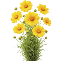 Coreopsis cu flori galbene, muguri și frunze verzi.