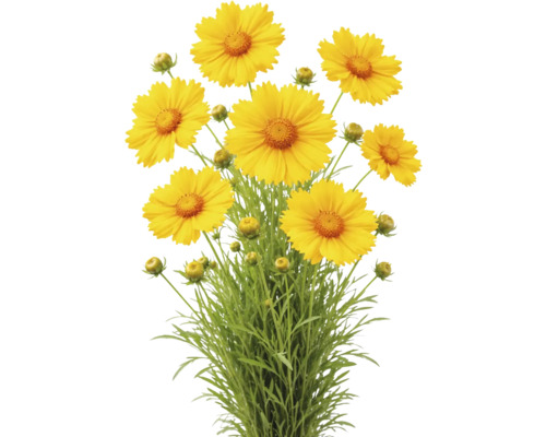 Coreopsis cu flori galbene, muguri și frunze verzi.