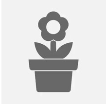 Pictogramă cu o plantă într-un ghiveci