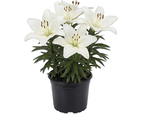 Crin FloraSelf Lilium x Hybride ghiveci Ø 13 cm Crini albi în ghiveci din plastic negru