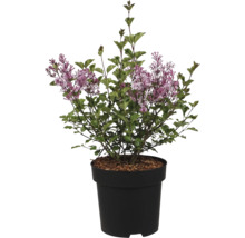 Liliac înflorit cu panicule de flori violete și frunze verzi într-un ghiveci de plastic negru.