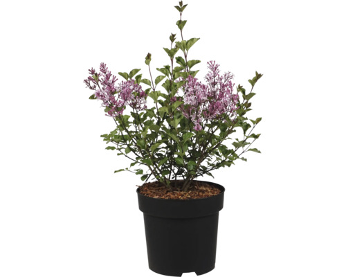 Liliac înflorit cu panicule de flori violete și frunze verzi într-un ghiveci de plastic negru.
