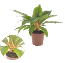 Plantă de interior Chlorophytum amaniense Fire Flash cu pețioluri portocalii vibrante și frunze verzi într-un ghiveci de plastic.