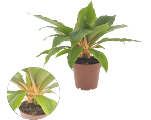 Plantă de interior Chlorophytum amaniense Fire Flash cu pețioluri portocalii vibrante și frunze verzi într-un ghiveci de plastic.
