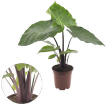 Plantă de interior Alocasia cu frunze mari verzi și tulpini închise la culoare într un ghiveci maro cu un detaliu al tulpinilor.