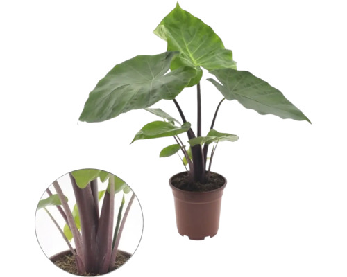 Plantă de interior Alocasia cu frunze mari verzi și tulpini închise la culoare într un ghiveci maro cu un detaliu al tulpinilor.