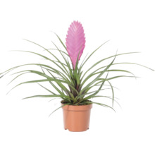 Plantă de interior Tillandsia cyanea cu inflorescență roz într-un ghiveci de plastic maro.