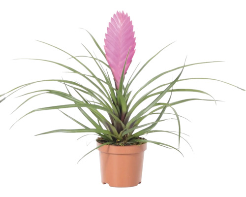Plantă de interior Tillandsia cyanea cu inflorescență roz într-un ghiveci de plastic maro.