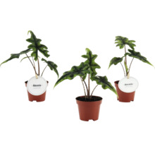 Trei plante de interior Alocasia în ghivece de plastic maro cu tulpini cu model și frunze verzi ondulate.