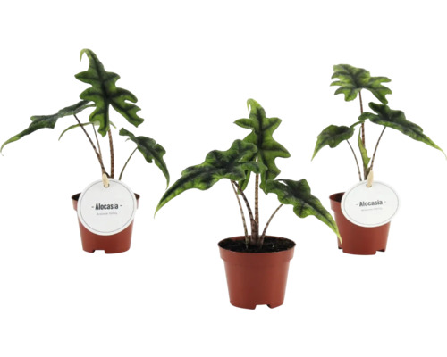 Trei plante de interior Alocasia în ghivece de plastic maro cu tulpini cu model și frunze verzi ondulate.