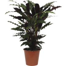 Plantă de interior Calathea rufibarba cu frunze ondulate într-un ghiveci de plastic maro