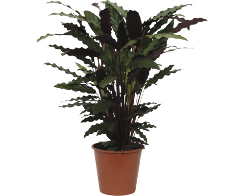Plantă de interior Calathea rufibarba cu frunze ondulate într-un ghiveci de plastic maro