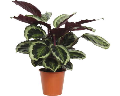 Planta care se roagă FloraSelf Calathea roseopicta 'Shinestar' ghiveci Ø 9 cm buc