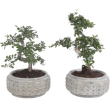 Doi bonsai de interior Carmona retusa în ghivece rotunde structurate.