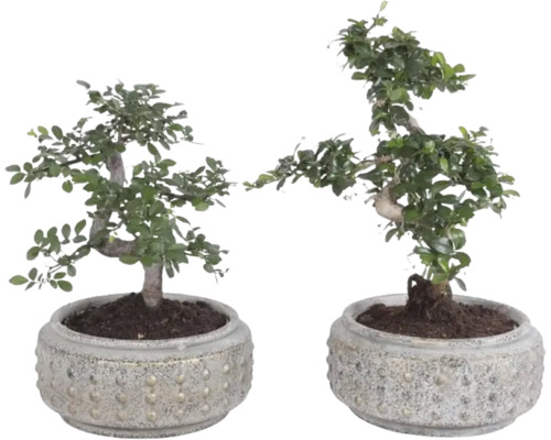 Doi bonsai de interior Carmona retusa în ghivece rotunde structurate.