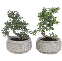 Doi arbori bonsai în ghivece rotunde din ceramică structurată.