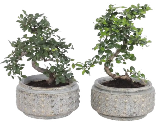 Doi arbori bonsai în ghivece rotunde din ceramică structurată.
