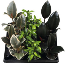 Sortiment de diverse plante de interior Ficus în ghivece, cum ar fi arborele de cauciuc și smochinul plângător, într-o tavă de plastic.