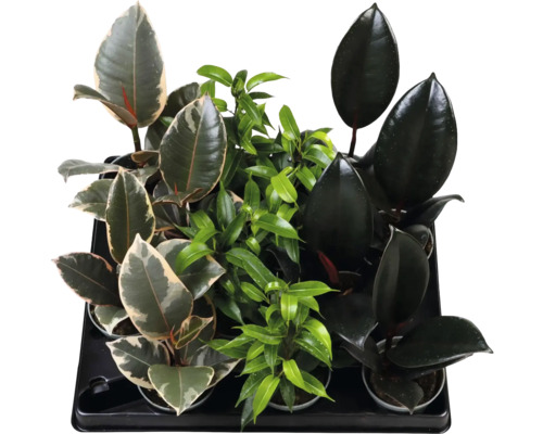 Sortiment de diverse plante de interior Ficus în ghivece, cum ar fi arborele de cauciuc și smochinul plângător, într-o tavă de plastic.