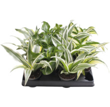 Mix de Dracaena cu frunze multicolore într-o tăviță de transport neagră.