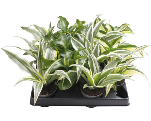 Mix de Dracaena cu frunze multicolore într-o tăviță de transport neagră.