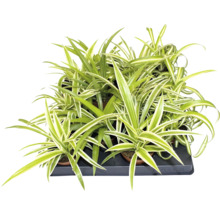 Voalul miresei Chlorophytum comosum într-o tavă de cultură cu frunze verzi-albe.