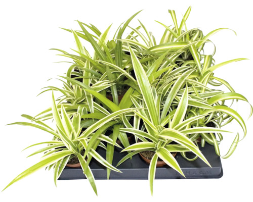 Voalul miresei Chlorophytum comosum într-o tavă de cultură cu frunze verzi-albe.
