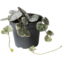 Plantă de interior Ceropegia woodii cu frunze în formă de inimă argintiu-verde într-un ghiveci din plastic gri închis.