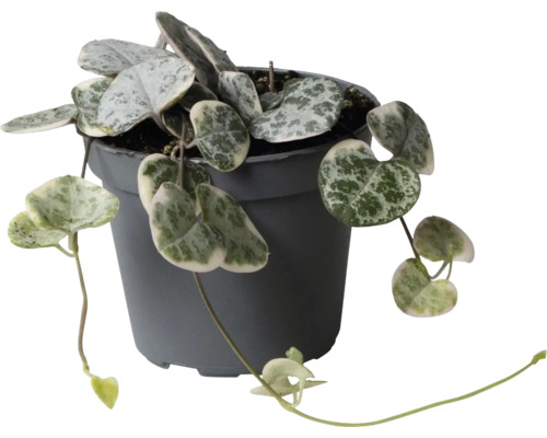 Plantă de interior Ceropegia woodii cu frunze în formă de inimă argintiu-verde într-un ghiveci din plastic gri închis.