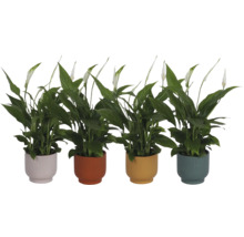 Patru plante de interior Spathiphyllum în ghivece striate de diferite culori, cu flori albe și frunze verzi.